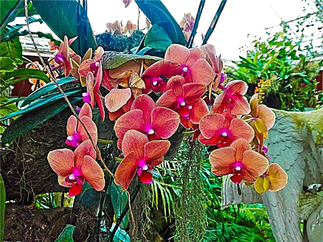 Vad du ska göra med orkidéblad turgor förlust