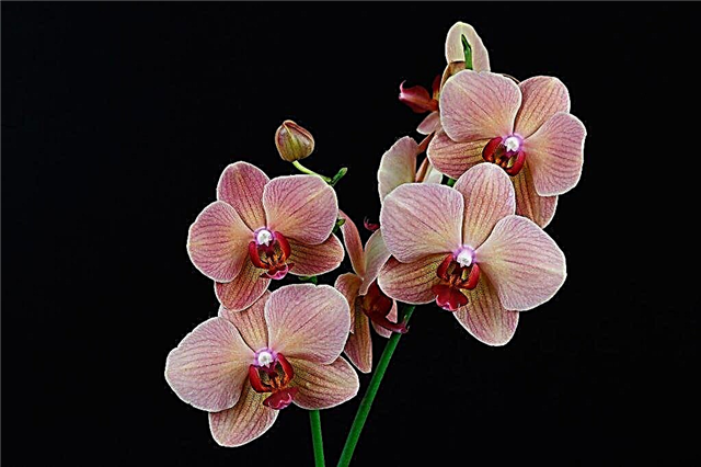 Creando iluminación adicional para la orquídea