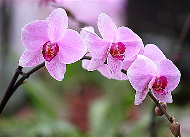 Vågnende sovende orkideeknopper