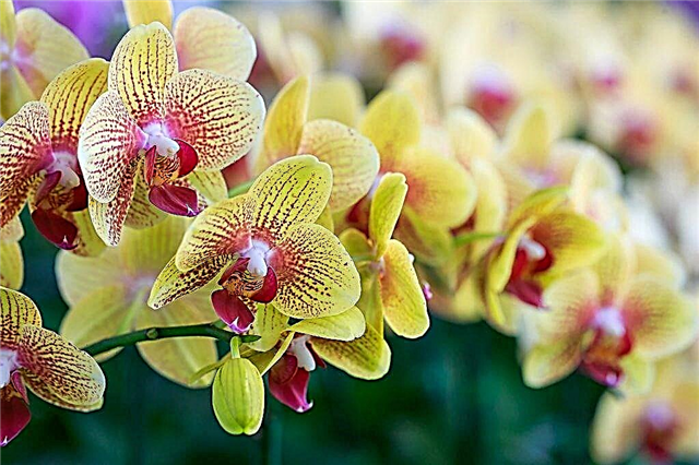 Ribav extra für Orchideen