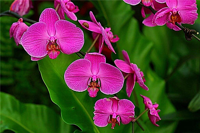 Orchid Emperor's Pearl