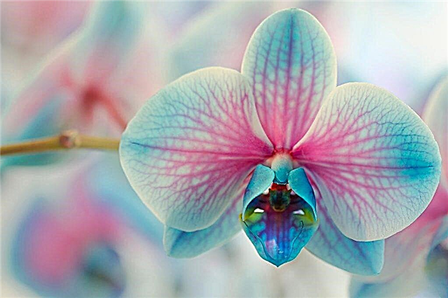 Beskjæring av en orkide etter blomstring