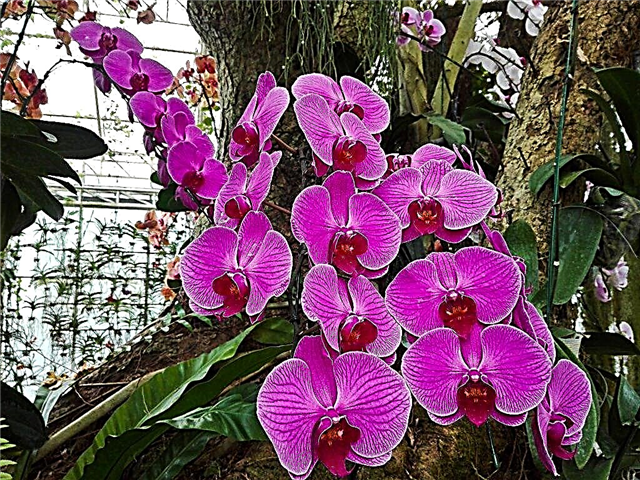 Kodėl orchidėjos lapai pagels?