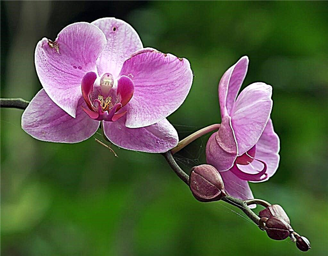 Application of cytokinin paste for orchids