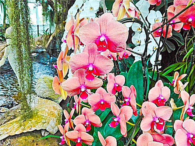 Orchidées sans pédoncules