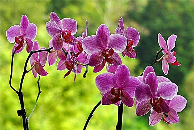 Merkmale des Anbaus und der Pflege einer Orchidee