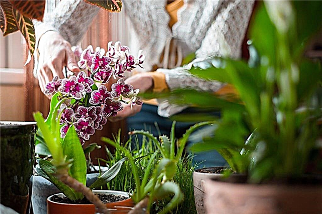 Orchid care after purchase