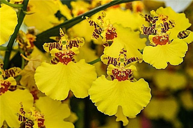 Anbau eines Orchideen-Oncidiums