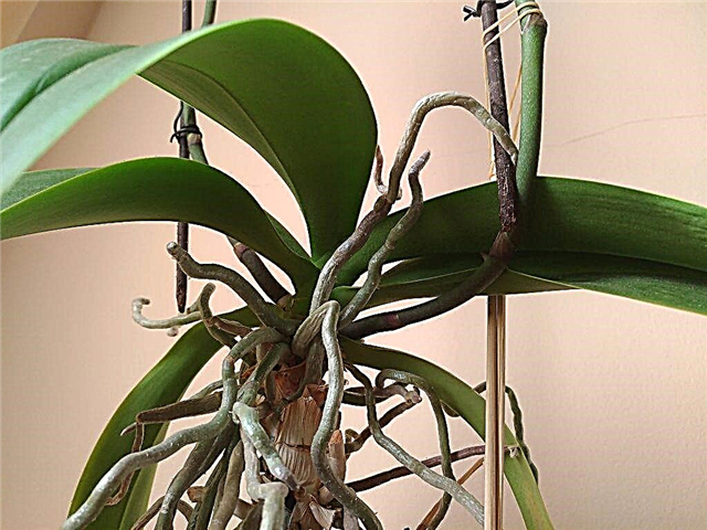 Raízes aéreas de orquídeas