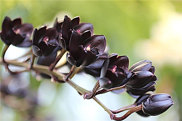 Beschreibung der schwarzen Orchidee