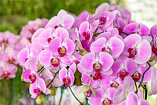 The main diseases of orchids and their treatment
