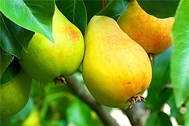 Description of pears Zarechnaya