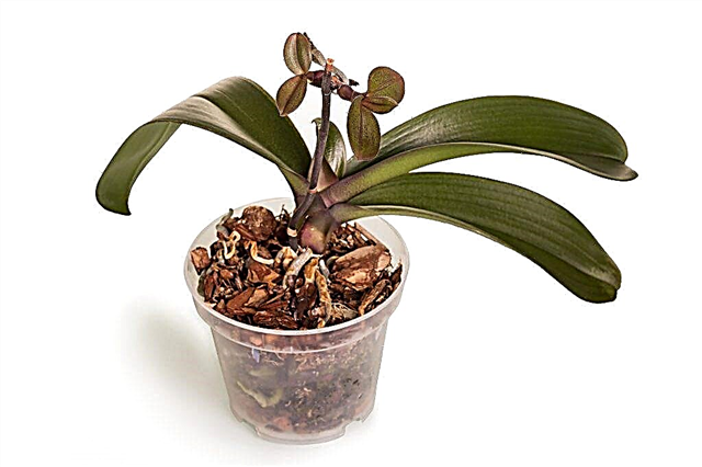 Crescendo orquídeas bebê em um pedúnculo