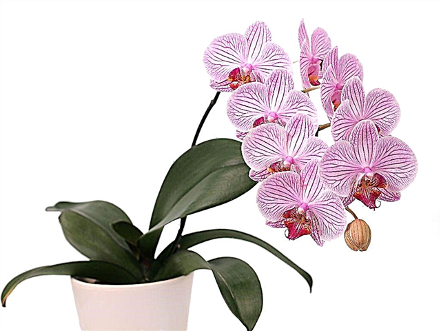 É perigoso manter uma orquídea em casa