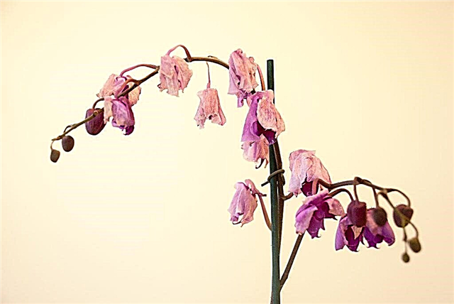 Miért száradnak el az orchidea virágok?