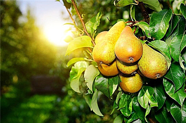 Kun päärynä kantaa hedelmää