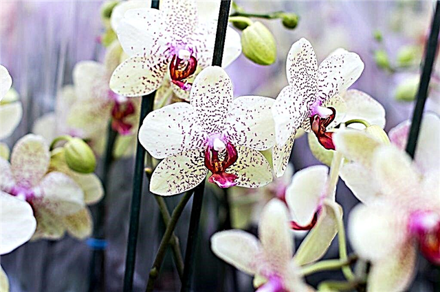 Pflege der Dendrobium Nobile Orchidee nach der Blüte