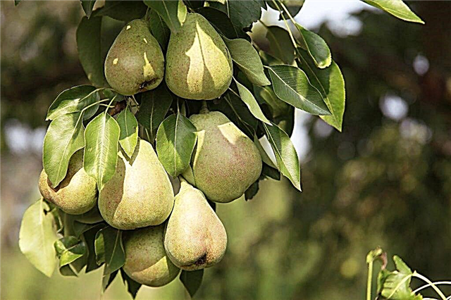 Winter varieties of pears