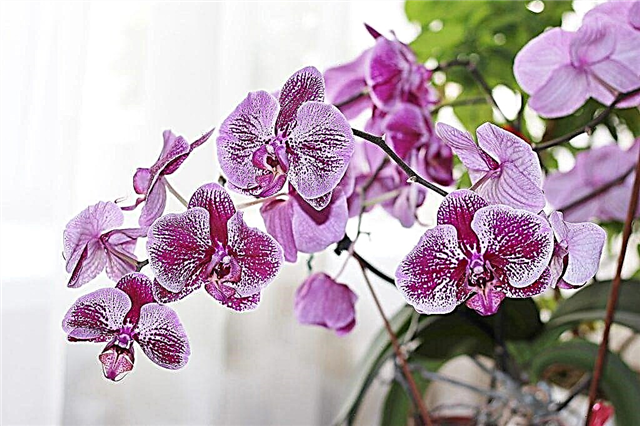 Description of Phalaenopsis orchid