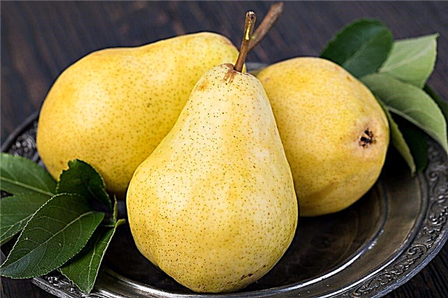 Description of pear varieties Tavricheskaya