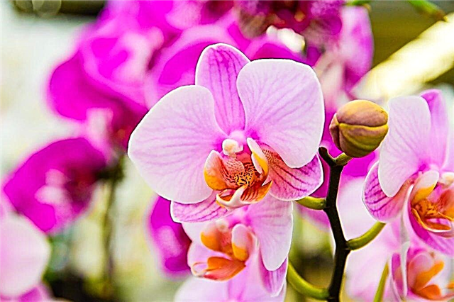 Razones para la aparición de gotas pegajosas en una orquídea