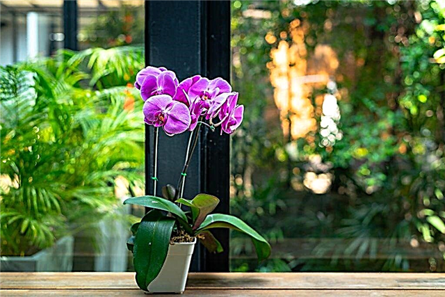 Cuidados domiciliares para phalaenopsis após a compra