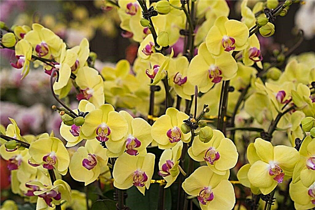 Restauro dell'orchidea