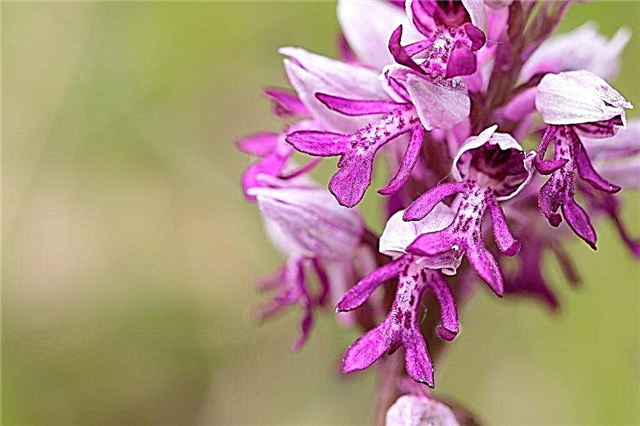 The healing properties of the Orchis and its use
