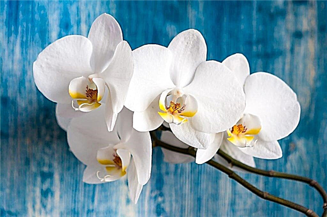 Zircão e Epin para orquídeas