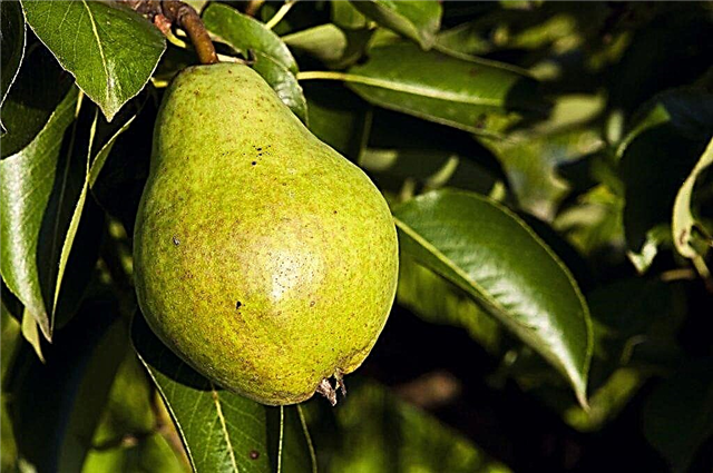 What varieties of pears are grown in the Krasnodar Territory
