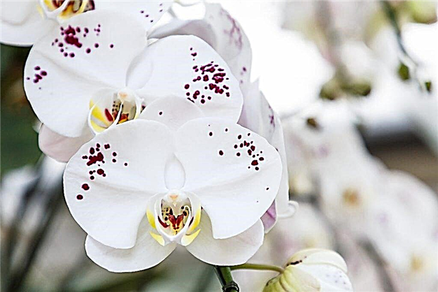 Anvendelse af Aktara til orkideer