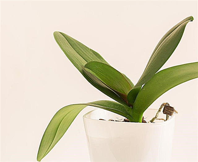 When to water an orchid after transplanting