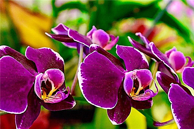 Plantando bulbos de orquídeas do Vietnã
