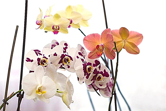 Reglas de cuidado de orquídeas Phalaenopsis