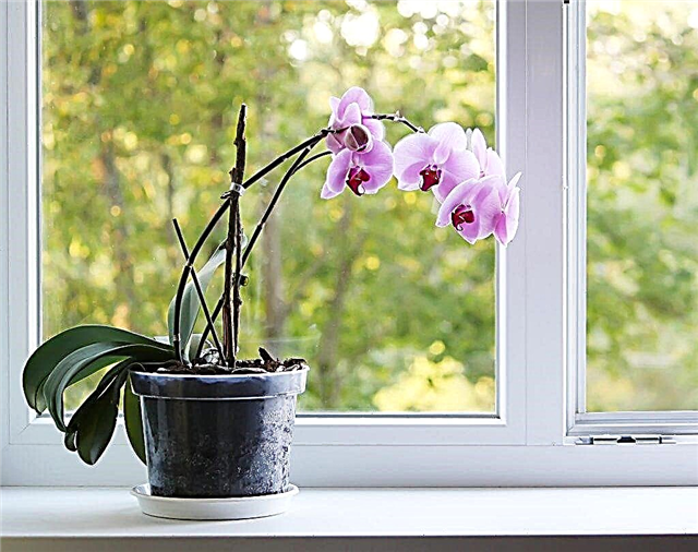 Which is better to choose an orchid pot