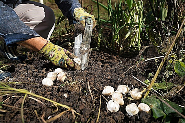 Garlic planters