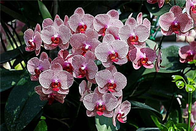 Suitable fertilizers for orchids