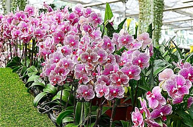 Funktioner i blomstrende orkidépleje