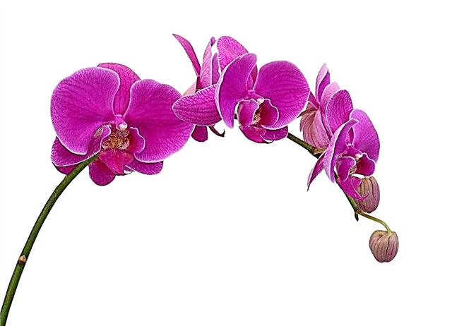Description de l'orchidée Phalaenopsis Mukalla