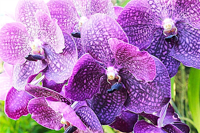 Características de regar orquídeas no inverno
