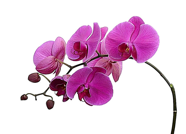 Květy orchidejí padají