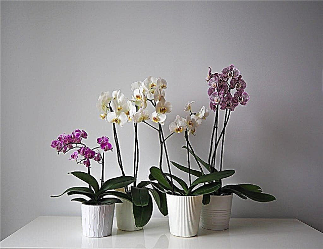 Choosing pots for orchids