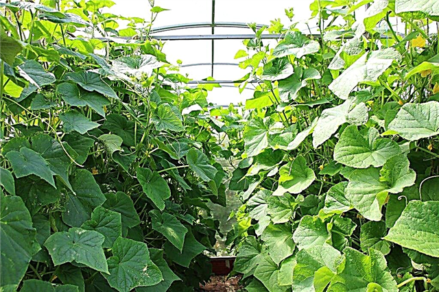 How to form cucumbers in polycarbonate greenhouses