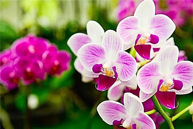Patria de la orquídea Phalaenopsis