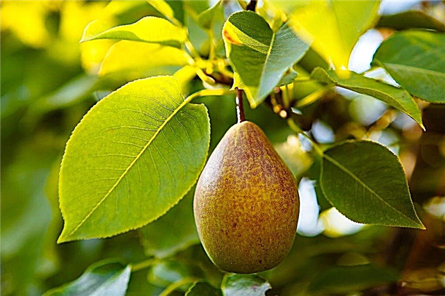 Description of summer pear varieties