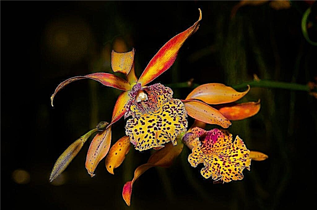 Las orquídeas Phalaenopsis se vuelven amarillas