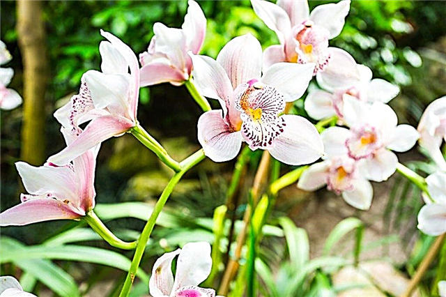 Types de croissance d'orchidées