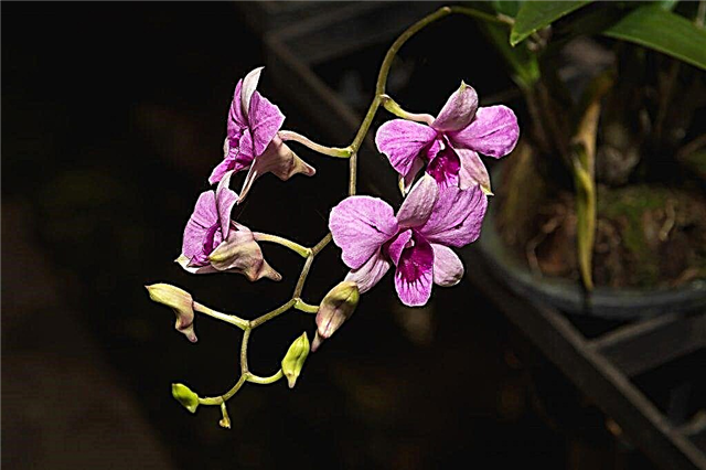 Dendrobium Nobile-hoito kukinnan jälkeen