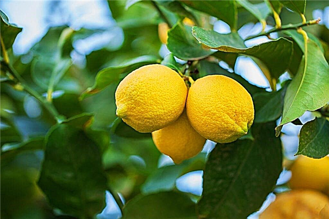 Características do limão Novogruzinsky