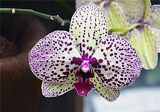 Hoe landbouw voor orchideeën te gebruiken